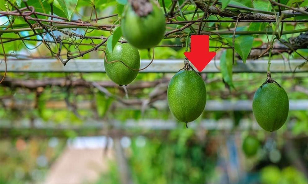 Việt Nam – Trung Quốc ký Nghị định thư mới: 4 mặt hàng của nước ta rộng cửa vào thị trường tỷ dân