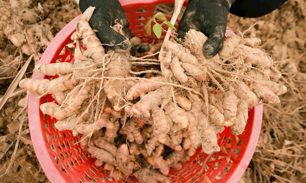 Loại củ lọt top chống viêm tốt nhất thế giới: Việt Nam trữ lượng dồi dào, diện tích trồng lớn bậc nhất
