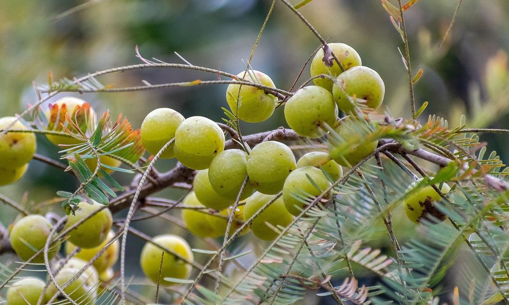 Việt Nam có 1 loại quả dại chống rụng tóc hiệu quả: Ăn vào bổ gan, phòng được cả ung thư