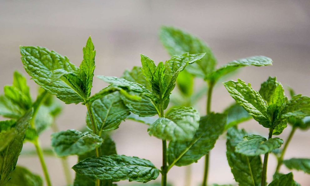 Việt Nam có 1 loại lá giá rẻ giúp chống rụng tóc, kích thích mọc tóc con: Dùng đúng cách trị đủ thứ bệnh