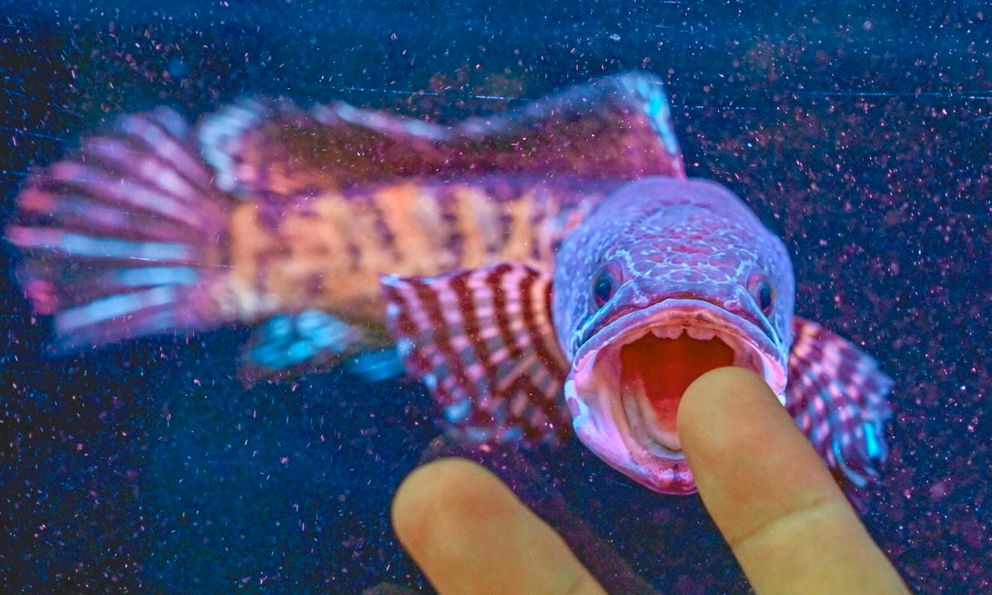 Giới khoa học chấn động khi tìm thấy loài cá 'hiếm nhất thế giới' sau 85 năm được cho là đã tuyệt chủng