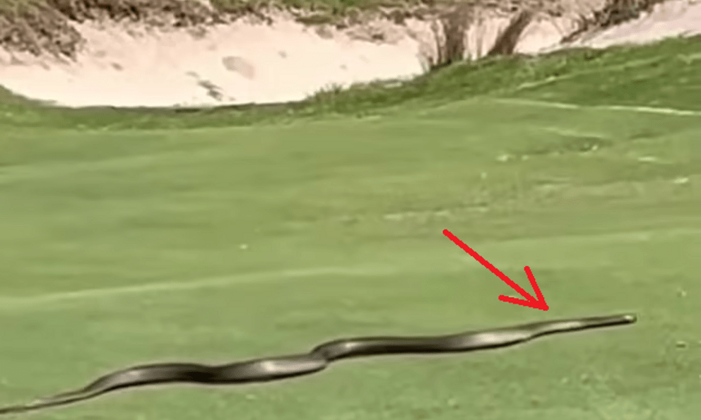  Đang đánh golf, người đàn ông bỗng hét lớn, nhân viên chạy ra chứng kiến cảnh tượng 