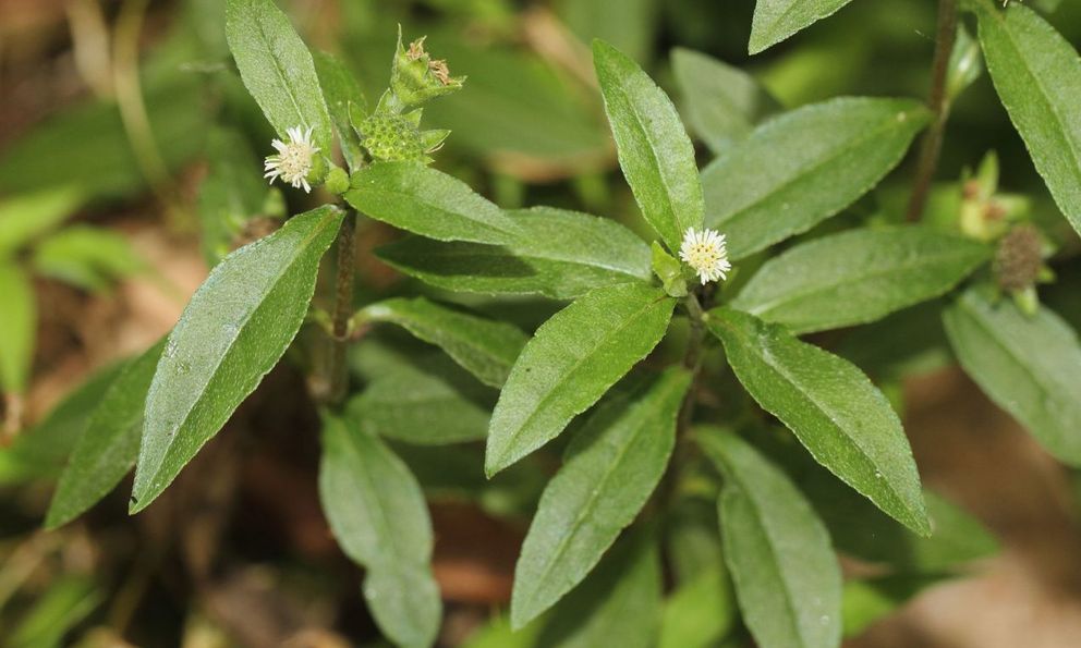 Việt Nam có loại cỏ chống rụng tóc, kích thích mọc tóc rất tốt: Dùng đúng còn giúp hạ mỡ máu, huyết áp