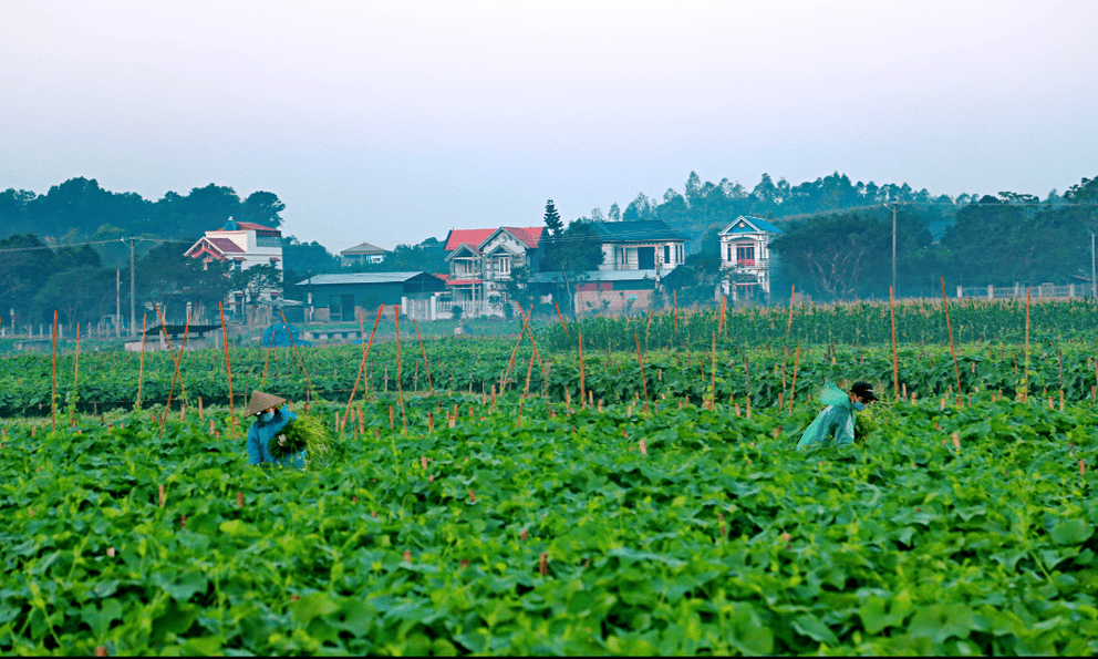 Cây rau giúp làng nghèo của Việt Nam làm giàu, thu tiền tỷ mỗi năm: Mục tiêu xuất khẩu ra thế giới