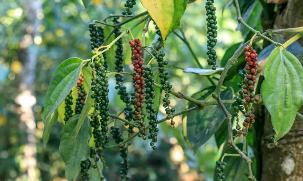 Loại gia vị tỷ đô của Việt Nam được Trung Quốc tăng mua 88%: Có thể phòng ung thư, tốt cho tim và não