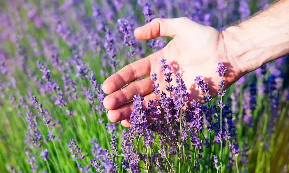 Việt Nam có loại hoa ‘chảy’ ra dầu dưỡng tóc, kích thích mọc tóc: Dùng đúng thành ‘thảo dược vạn năng’