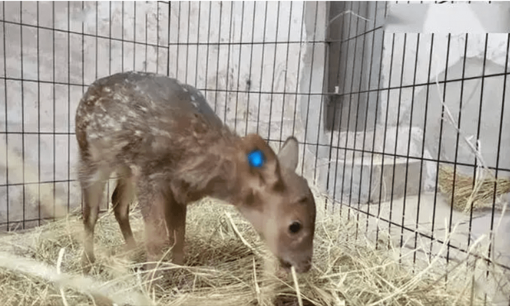 Đem con non 3 ngày tuổi về nuôi, chuyên gia hân hoan khi tìm thấy loài 