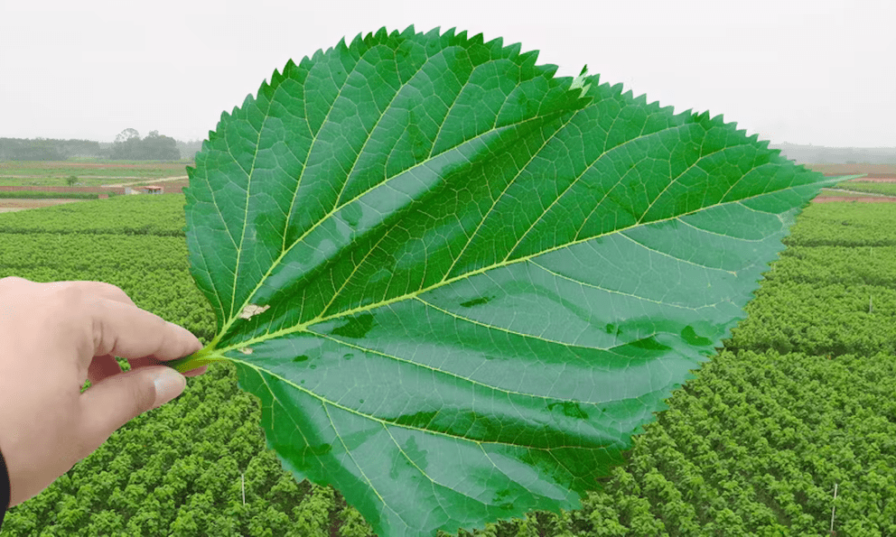 Việt Nam có 1 loại lá chống rụng tóc, kích thích mọc tóc rất tốt: Biết dùng còn bổ gan, phòng ung thư