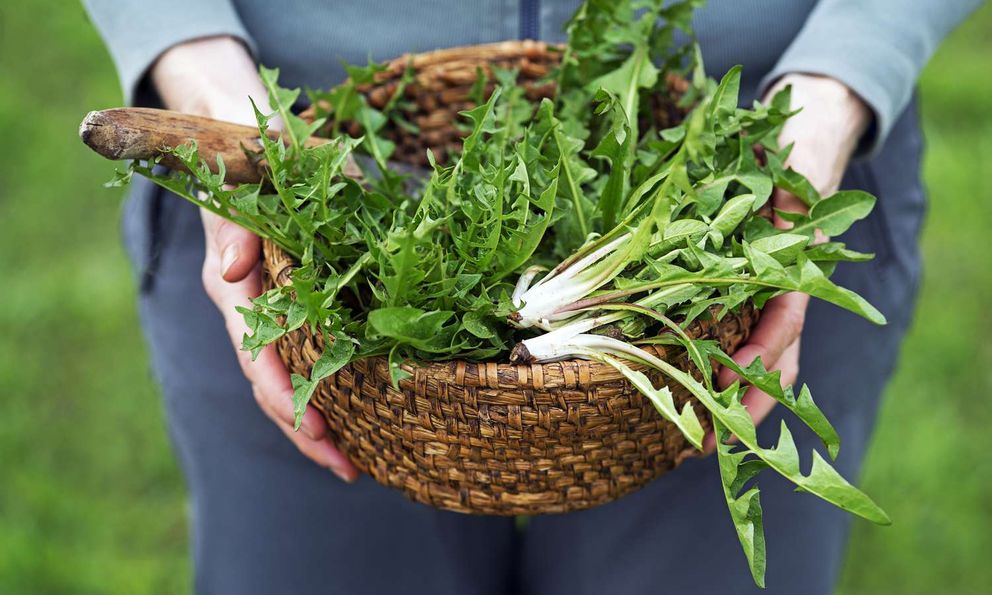 Việt Nam có loại cỏ mọc dại khắp nơi được chuyên gia Mỹ khen “tuyệt vời”: Bổ gan, phòng cả ung thư