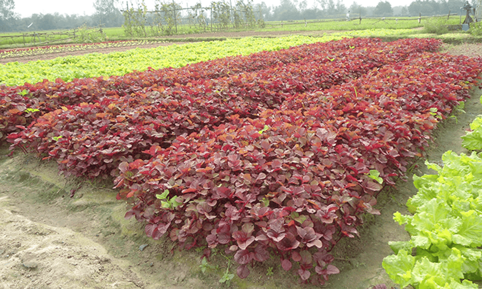 Việt Nam có loại rau nhiều sắt hơn thịt bò, được Trung Quốc quý như “vàng”: Tốt cho gan, bảo vệ tim