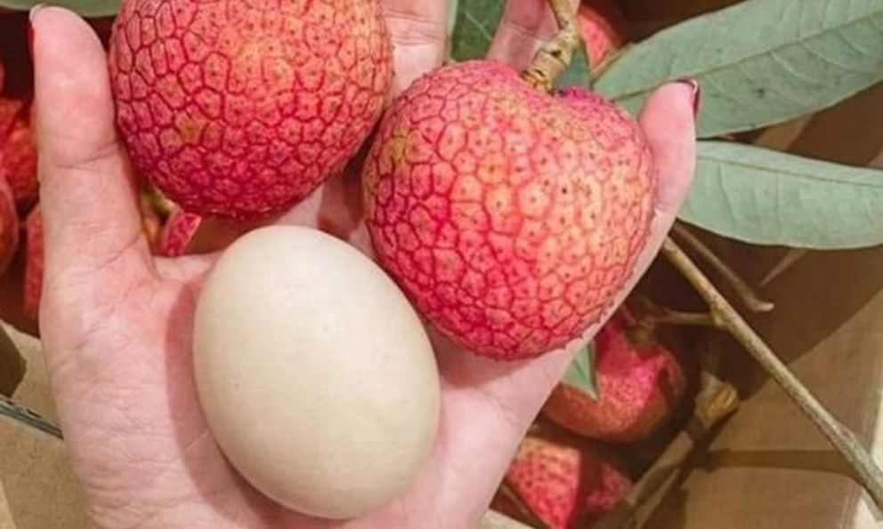 Loại vải hơn 10.000đ/quả, to bằng trứng gà: Người ăn nhận xét 