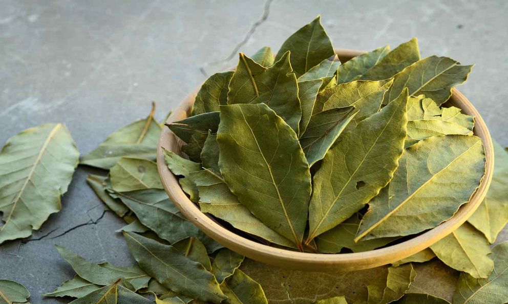 Loại lá dân dã ở Việt Nam lại có giá 2 triệu đồng/kg ở Mỹ: Là dược liệu quý, tiềm năng phòng ung thư