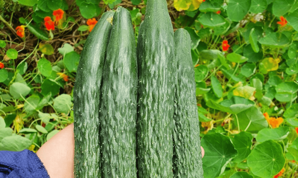 Loại quả nhiều nước hơn dưa hấu, thường bị nhầm là rau: Nên ăn cả vỏ, có loại giá gần 400.000đ/kg