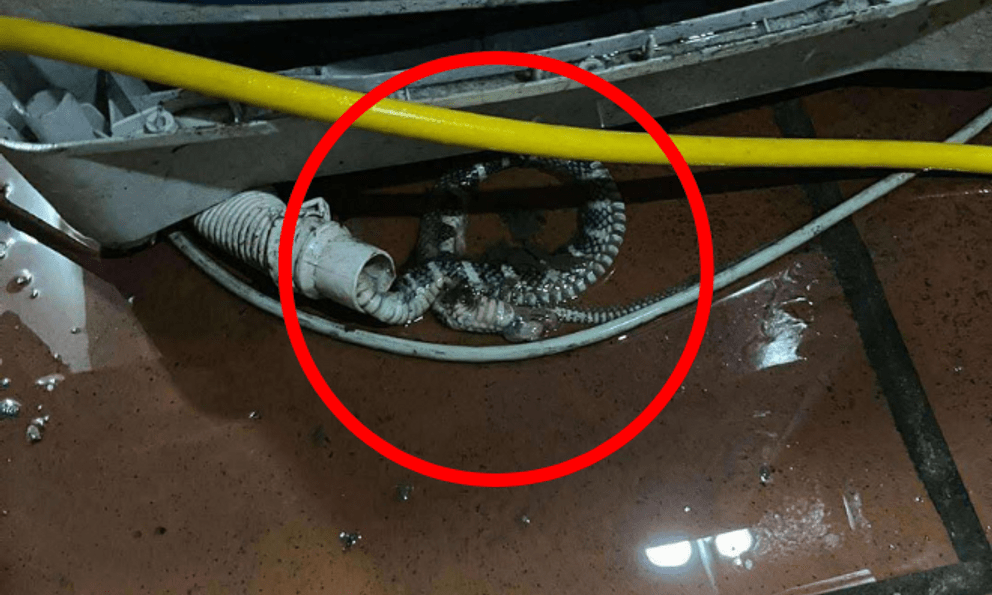 Kiểm tra máy giặt, người dùng tá hỏa phát hiện có rắn bên trong: Chúng đi vào từ đường nào?