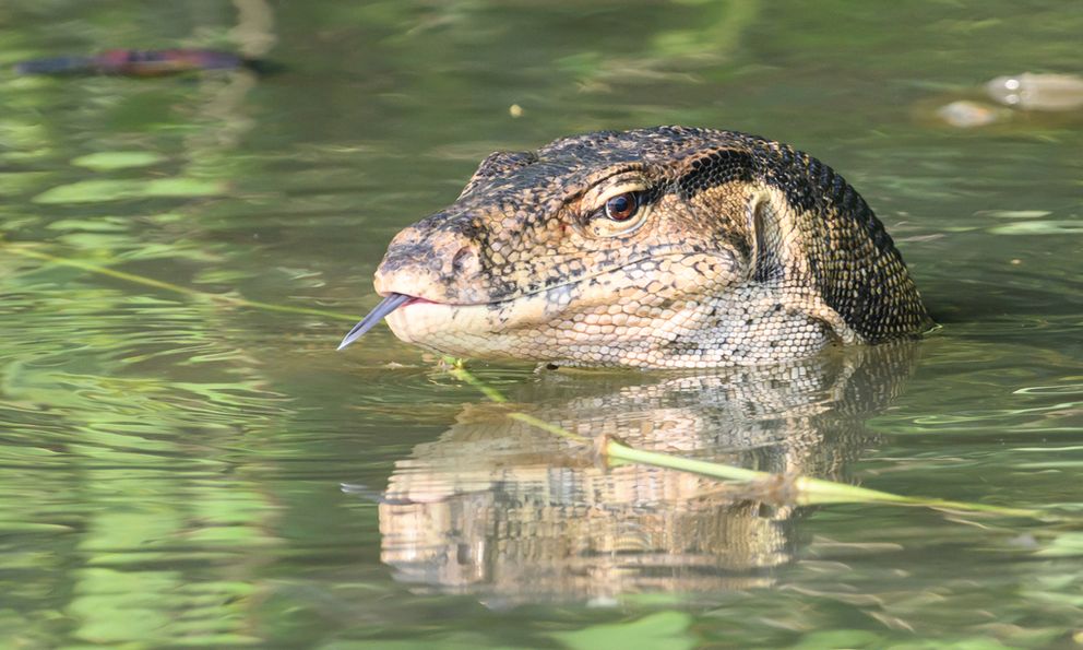 Loài kỳ đà lớn thứ 2 thế giới ở Việt Nam: Dài hơn cả một chiếc bàn ăn, bơi như cá, leo như khỉ