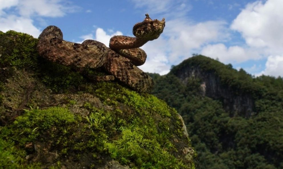 Loài rắn có sừng chỉ có ở Việt Nam: 