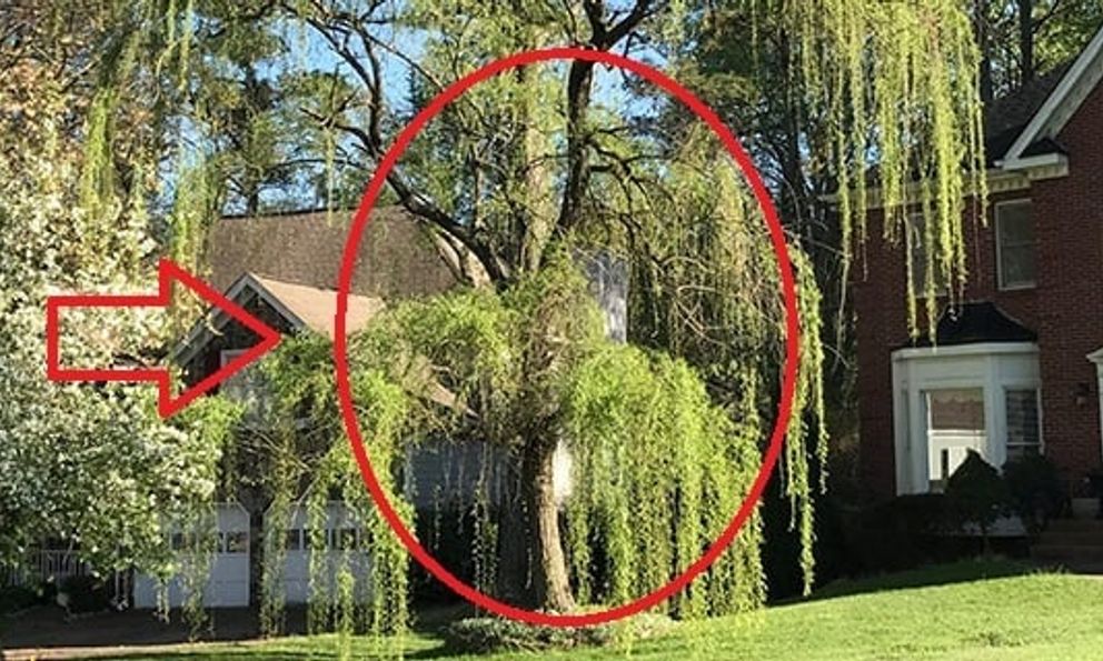 4 loại cây tưởng lành hoá dữ: Đẹp cũng đừng trồng trước nhà kẻo vận khí trôi tuột