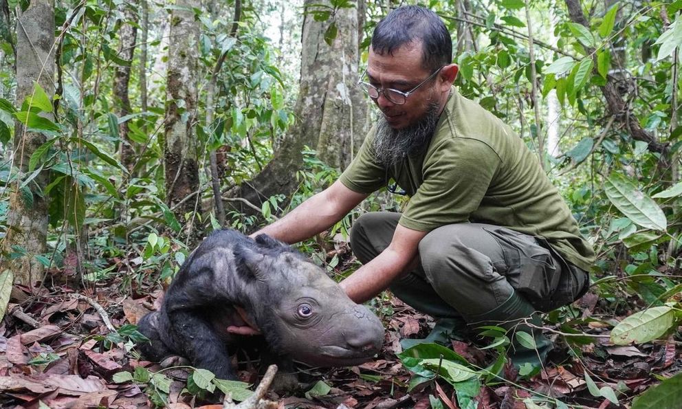 Loài vật quý hiếm bậc nhất hành tinh: Chỉ còn chưa đến 50 cá thể, Việt Nam từng là nơi sinh sống của chúng
