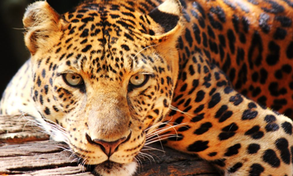 Loài vật quý hiếm còn chưa đến 100 con trong tự nhiên, mỗi cá thể có một đặc điểm độc nhất vô nhị