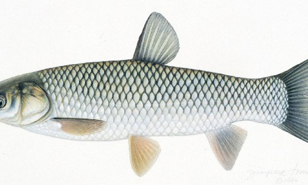 1 bộ phận của cá chứa cực nhiều độc chất: Lắm người ‘vô tư’ lấy để bồi bổ khiến cơ thể phải ‘trả giá đắt’