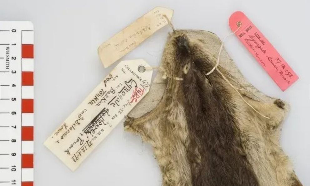 Loài vật ở Việt Nam hiếm bậc nhất hành tinh: Chỉ biết qua 1 mẫu da duy nhất, 90 năm chưa tìm được thêm