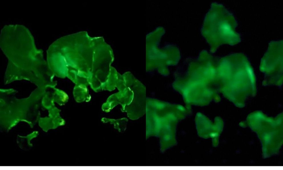 Việt Nam phát hiện 2 loại cây có khả năng tự phát sáng, được xếp huyền bí bậc nhất trên thế giới