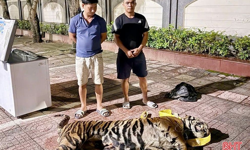 Phát hiện xác hổ 200kg trong khoang bí mật, bắt tạm giam phụ xe và 2 người khác