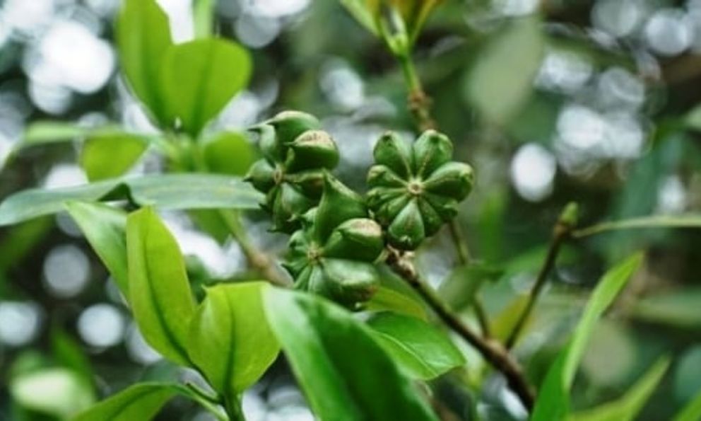 Nắm giữ sản vật ‘ngôi sao 8 cánh’ triệu đô, Việt Nam đua cùng Trung Quốc thống trị thị trường toàn cầu