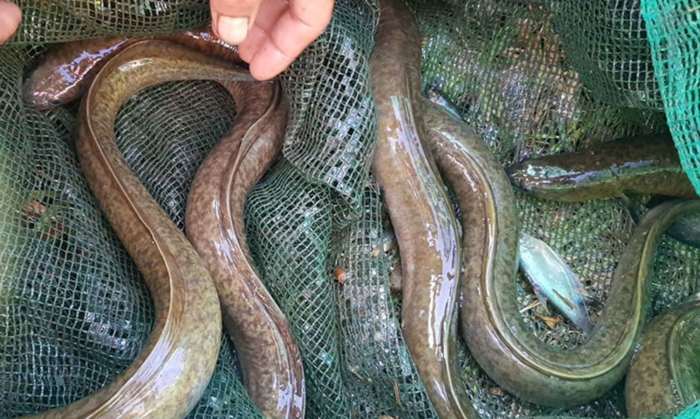 Loại cá được ví như 