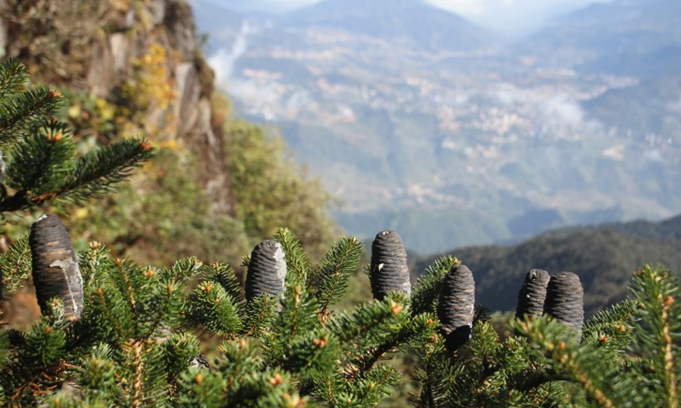 Trên đỉnh Fansipan có một “báu vật” chỉ Việt Nam có, được cả thế giới bảo vệ