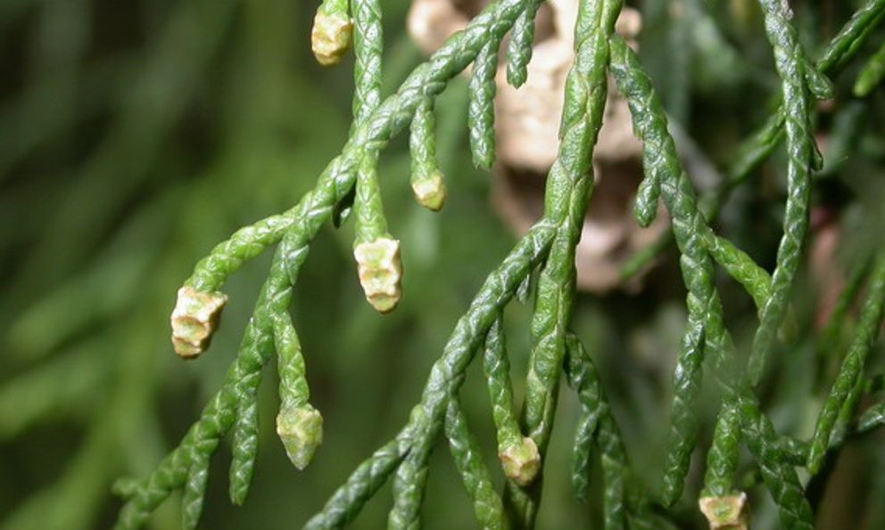 Vùng núi đá Lạng Sơn có một “báu vật” được mệnh danh là “vương mộc”, thế giới chỉ Việt Nam có