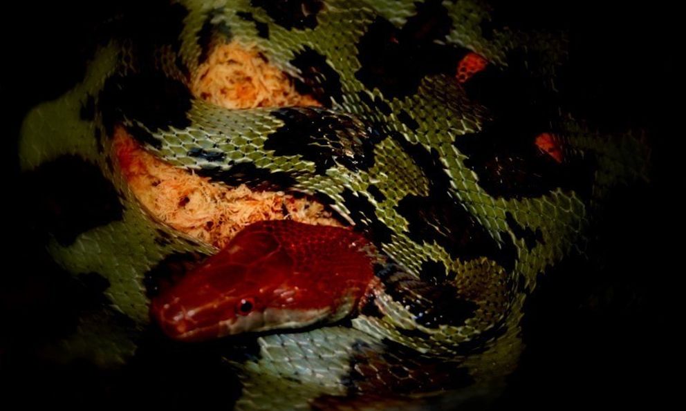 Loài rắn to lớn như trăn ở Việt Nam: Dài tới hơn 2 mét, hàng chục năm khảo sát chỉ gặp được vài cá thể