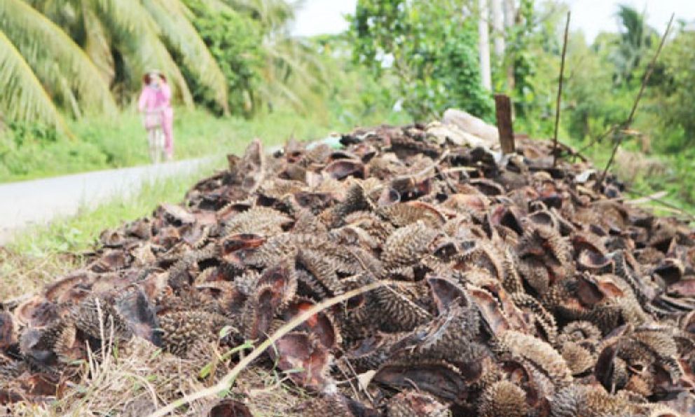 Thứ vỏ từng bị vứt bỏ gây hại cho môi trường, giờ trở thành “mỏ vàng” lộ thiên