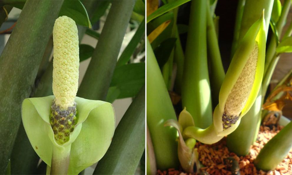 Loại cây sinh vượng khí, hút tài lộc nhưng chứa chất độc nguy hiểm: Nhiều người trồng trong nhà