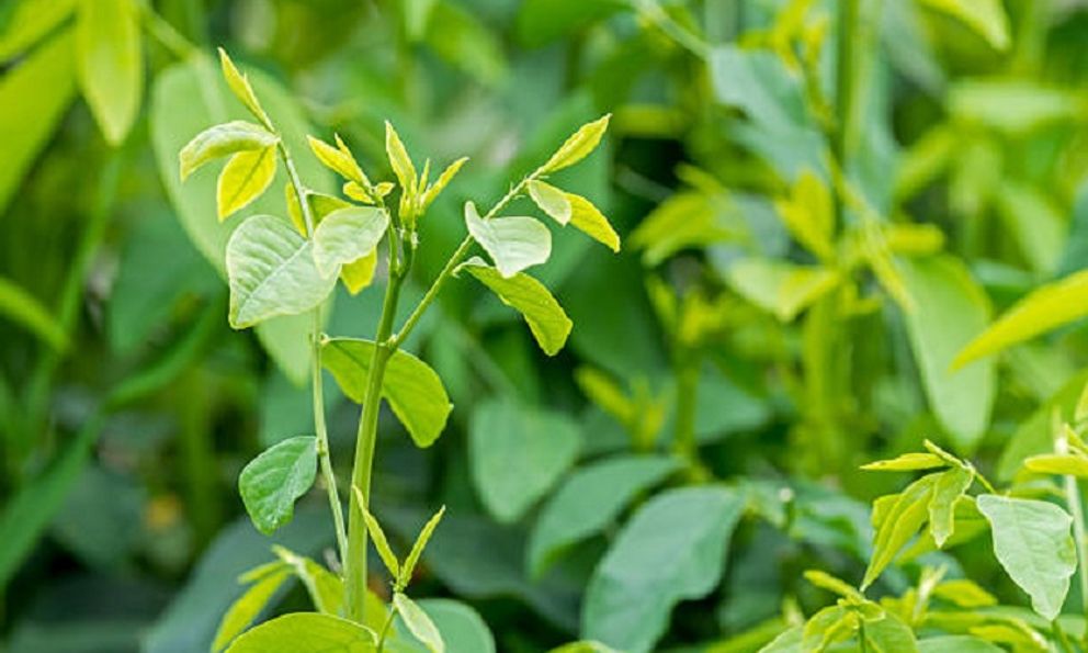  Loại rau từng để làm hàng rào, nay thành “cây tiền tỷ”, thị trường luôn “cháy hàng”