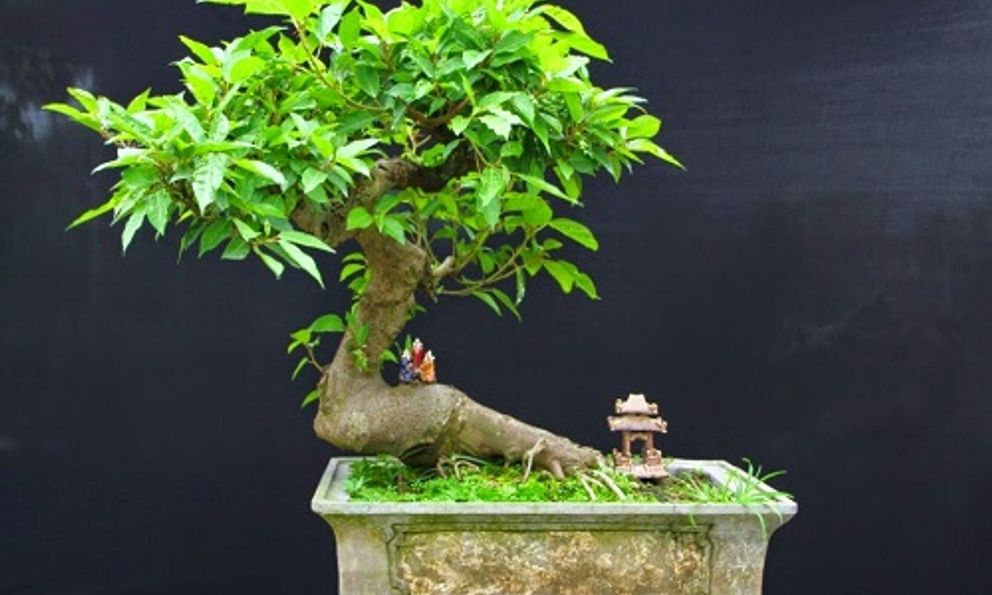 Loại cây là biểu tượng của sự may mắn, sung túc: Từ gốc tới ngọn đều được dùng làm thuốc quý