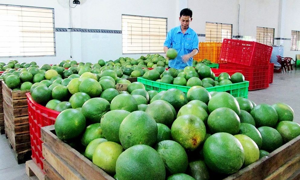 Sau Mỹ, Nhật, nay đến lượt Úc: Một loại quả Việt chinh phục thêm thị trường khó tính, người trồng thu tiền tỷ