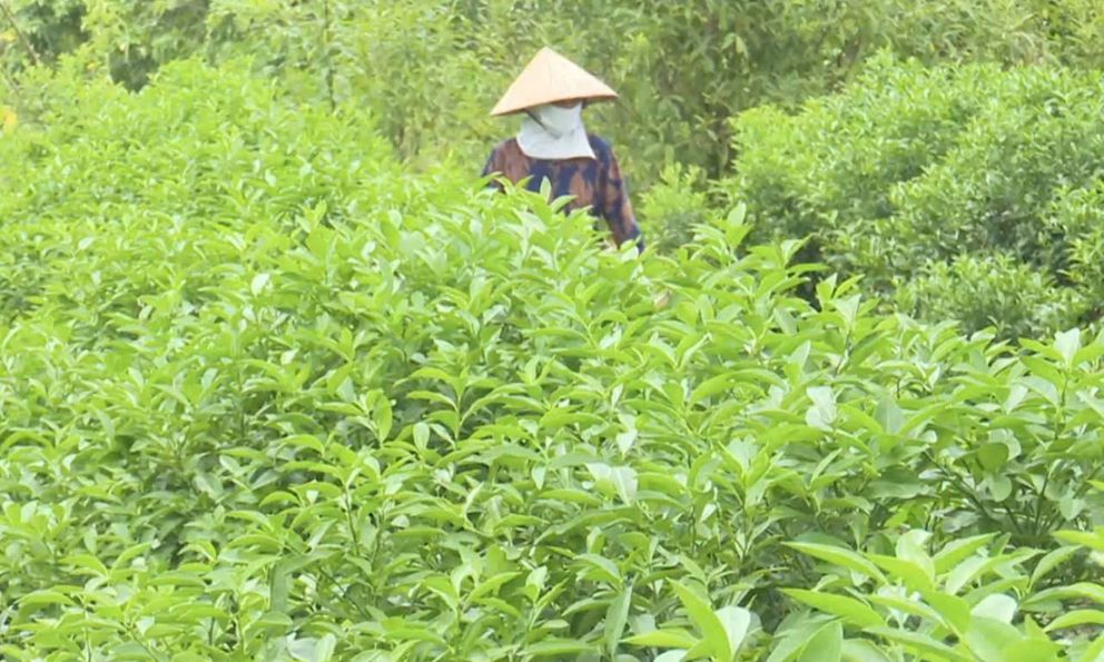 Loại lá rẻ như cho của Việt Nam nay đắt đỏ khi “xuất ngoại”: Âu, Mỹ nhập về chuyên dùng cho ẩm thực cao cấp