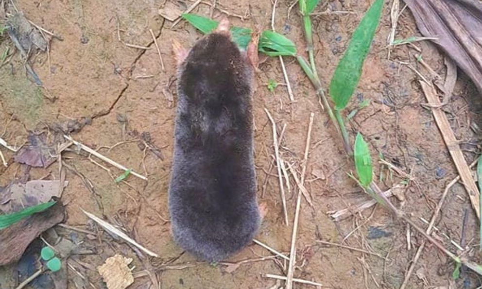 Phát hiện “kho báu sống” trên dãy Pù Luông: Loài động vật sống ngầm, hiếm gặp