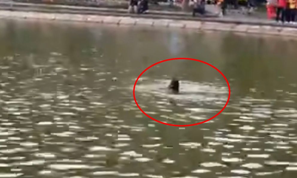 Vụ cô gái không mặc quần áo lội xuống Hồ Gươm: Nạn nhân đã tử vong, hé lộ nguyên nhân 