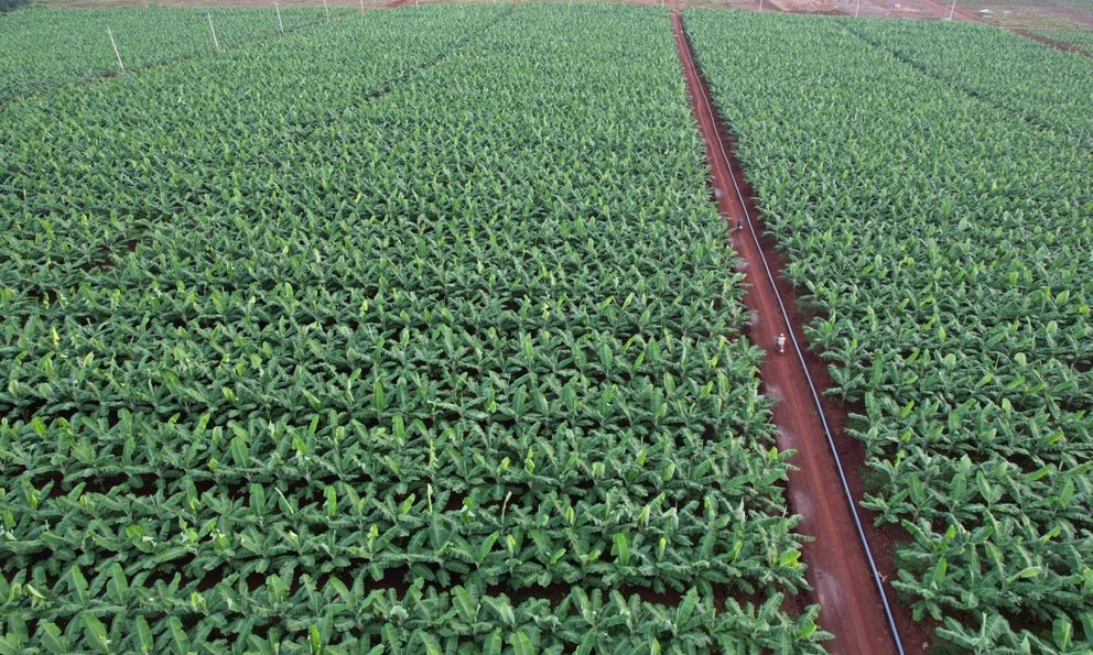 Việt Nam sở hữu “trái cây hạnh phúc” chinh phục Nhật Bản, hút mạnh thị trường Trung Quốc