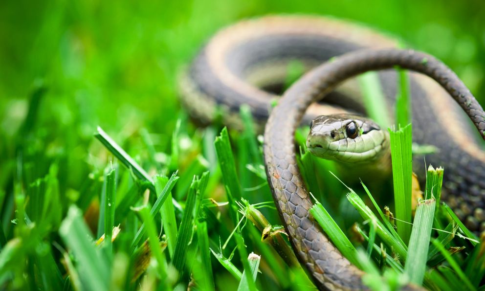 5 loài cây khiến rắn kinh sợ, thấy là lập tức bỏ đi: Dễ trồng, giá rẻ mà hiệu quả bất ngờ