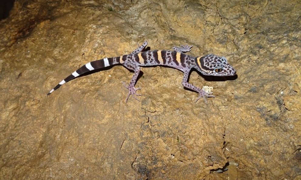 “Báu vật” quý hiếm tại Việt Nam: Thế giới chỉ 2 nước có, đứng trước bờ vực tuyệt chủng