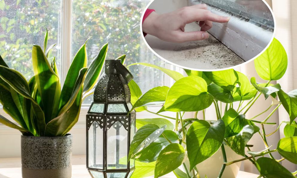 7 loại cây làm sạch không khí, hút ẩm và ngăn nấm mốc sinh sôi trong nhà