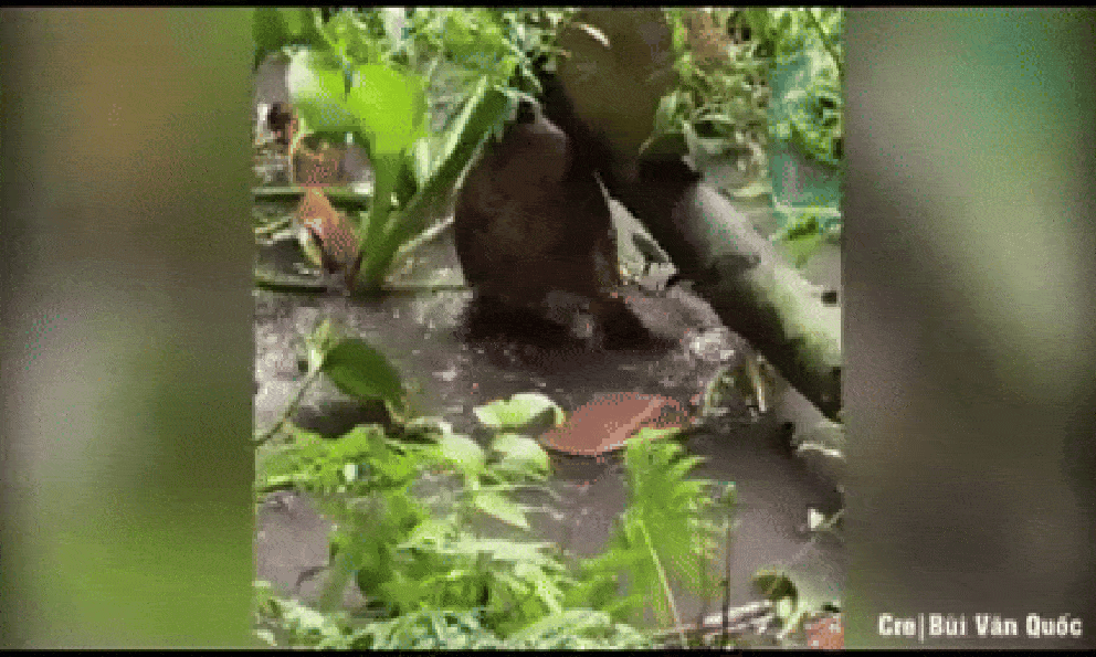 Trái mít rung chuyển không ngừng sau cơn mưa lớn: Sự thật bên dưới khiến ai cũng ngạc nhiên