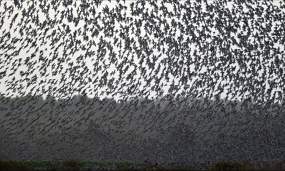 Hàng triệu con chim có hành vi lạ trên bầu trời, nhà khoa học cảnh báo: Dấu hiệu chẳng lành cho nhân loại