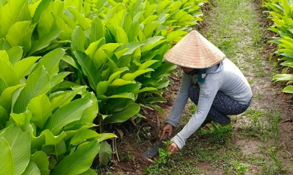 Trồng củ “lạ” mệnh danh sâm lùn Thái, nông dân nhàn tay thu lãi chục triệu mỗi công