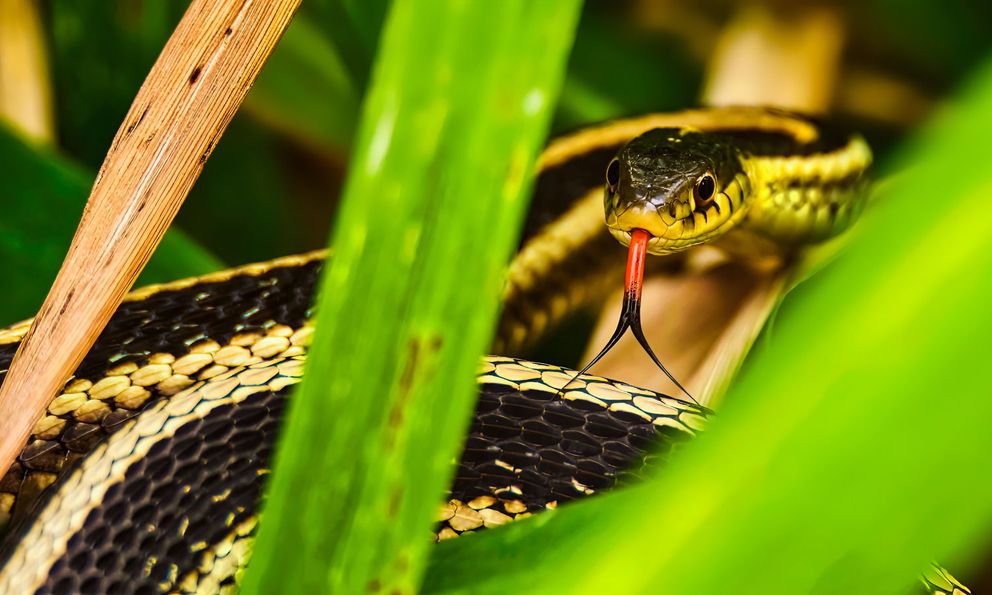 5 loại cây khiến rắn sợ hãi, mất phương hướng, không dám bén mảng tới gần