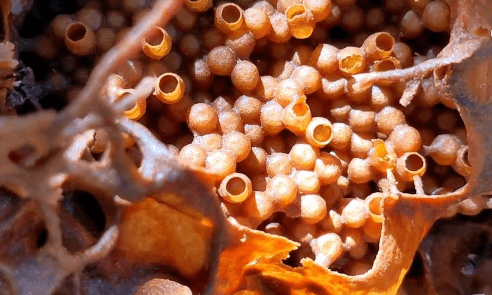 Người đàn ông đi rừng, mang con vật bé tí ti về thuần dưỡng: Ai ngờ thu được “vàng lỏng” 1,5 triệu đồng/lít