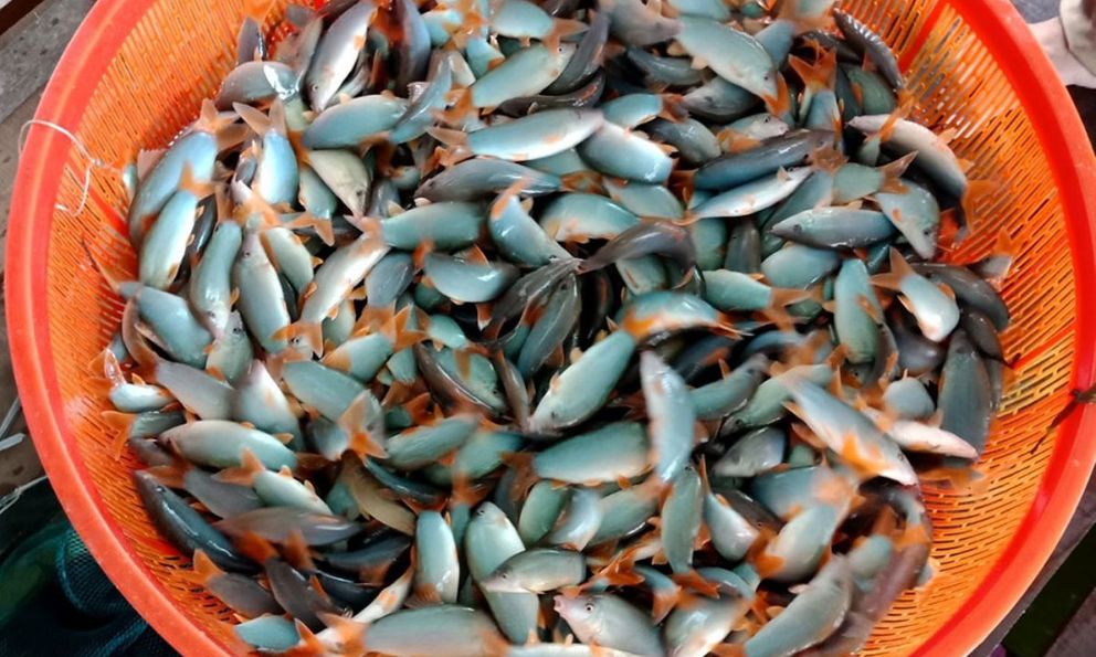 Đặc sản sông Mê Kông có tiếng kêu eng éc như lợn: Nông dân nuôi thành công, giá nửa triệu đồng/kg